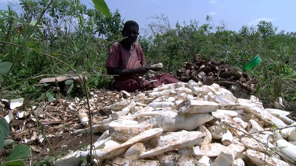 Cassava farmers in Teso cry for BUBU after factory shuts down
