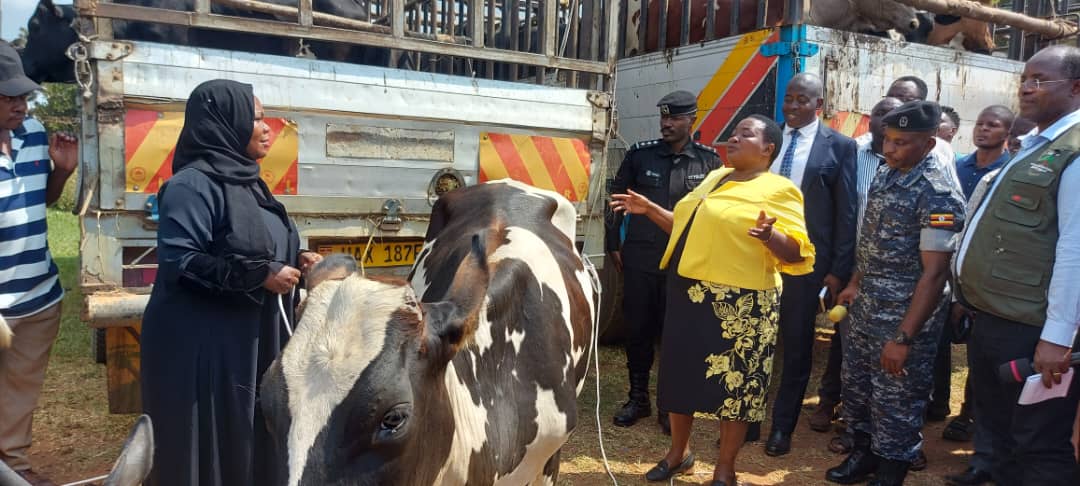 Busoga receives heifers for development