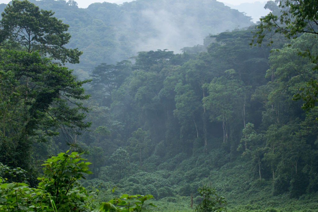 Kanungu households embark on 100 acre afforestation journey