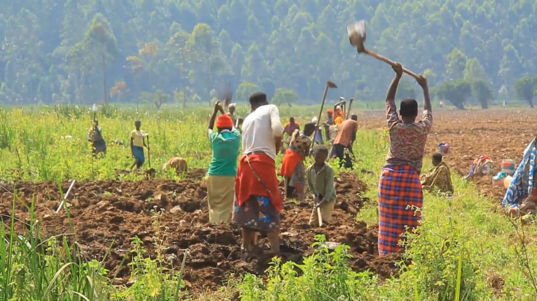 Rubanda farmers defy Museveni directive on wetlands