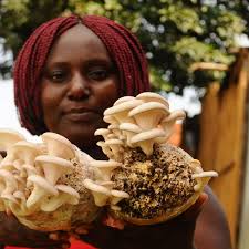 Mushroom farming: A pathway to economic empowerment for Kampala's urban poor