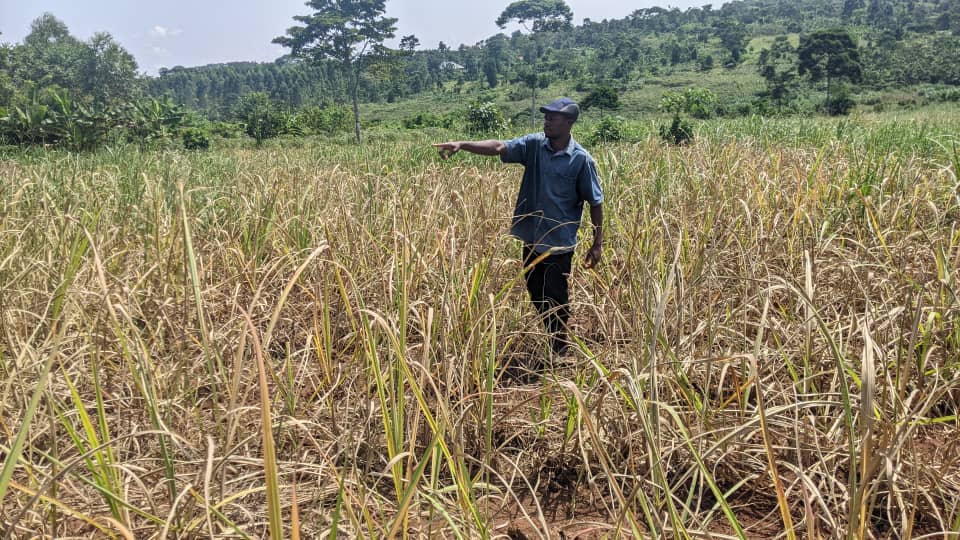 Buikwe farmer counts losses after sugarcane plantation is sprayed with dangerous chemicals