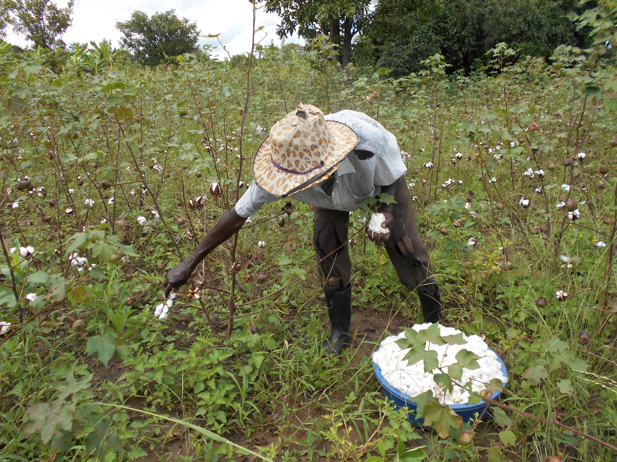 Budget cuts for agriculture sector worry CSOs