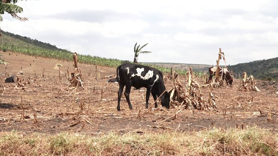 Dry spell hits Isingiro farmers hard