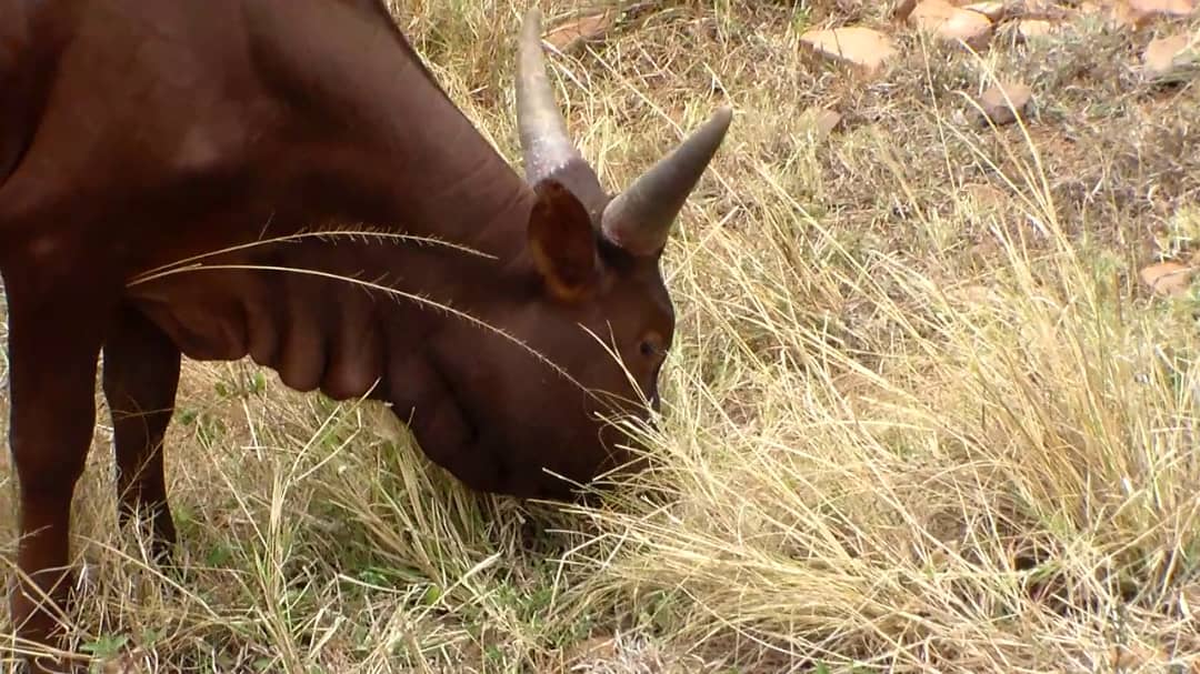 Dairy farmers tipped to always prepare for dry spells