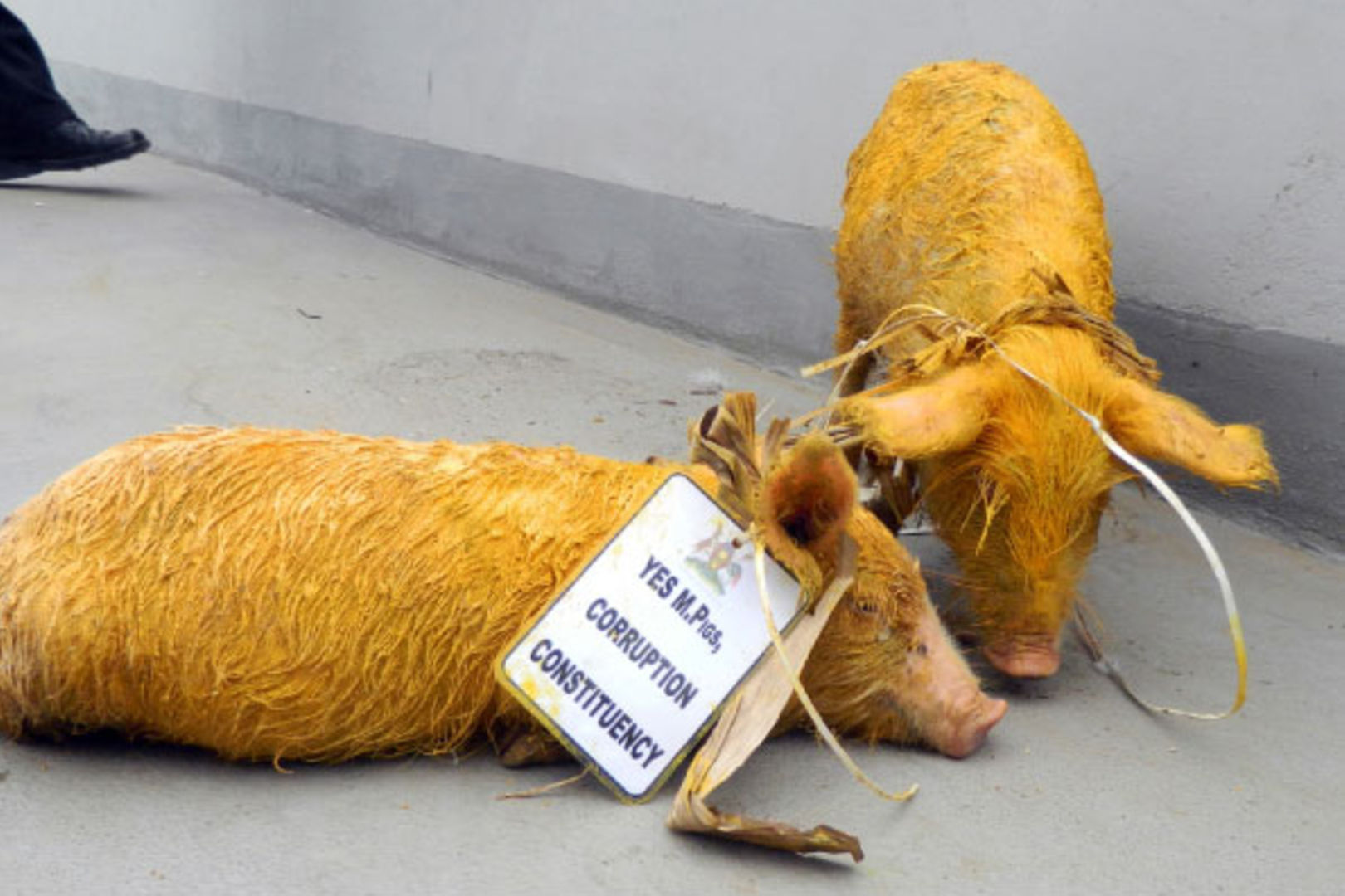 Famed for throwing yellow pigs, activists threaten to hit Kampala streets again