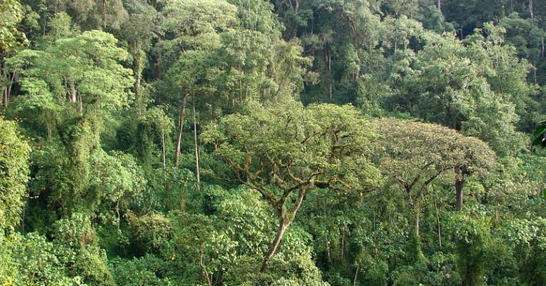 NFA forms committees to strengthen conservation of forests in Western ...