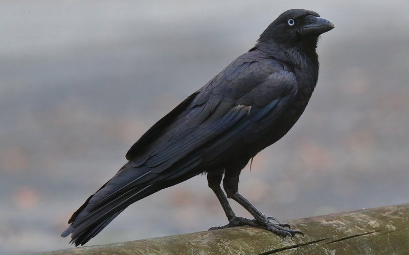 Kenya rolls out poison in bid to cull a million crows