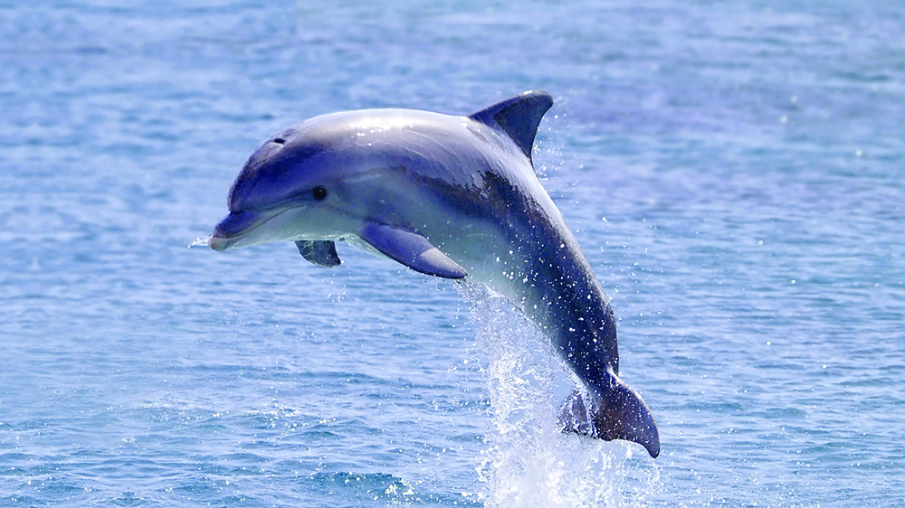 Lonely dolphin looking for mate blamed for attacks on swimmers