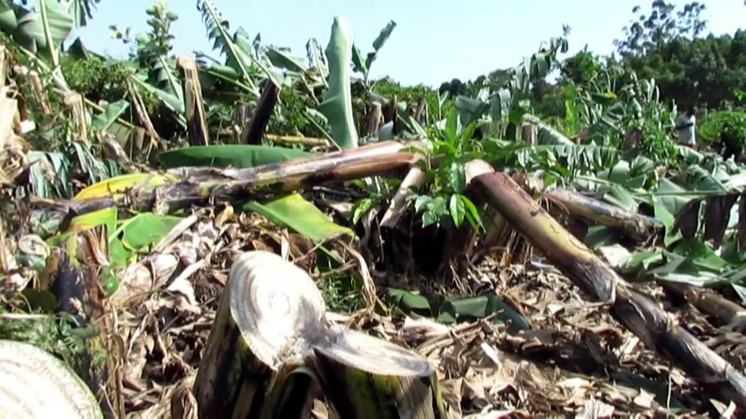Teargas and bullets rain as NEMA evicts farmers from Masaka wetland