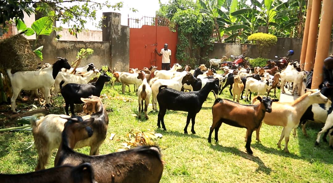 Youth Platform Africa donates 210 Goats to empower Luwero communities