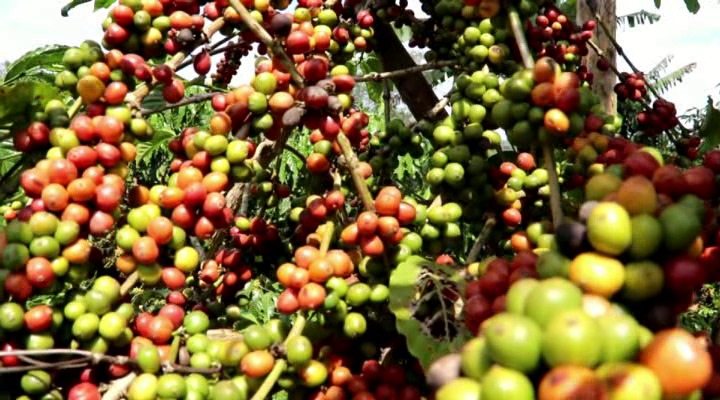 Addressing Inequities in Coffee Value Chain to curb Regional Inequality Gaps