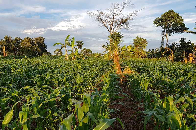 Govt to Construct 69 Soil Laboratories to Boost Fertility Testing