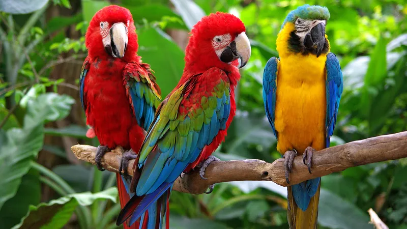 Conservationists warn against commercial parrot breeding