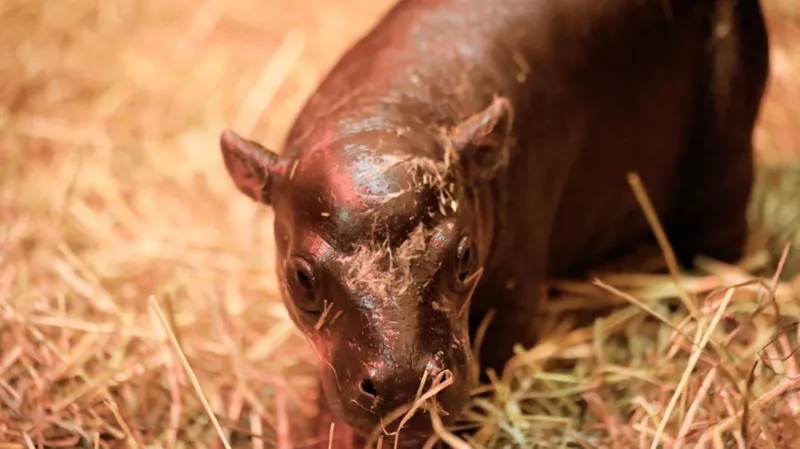 'Incredibly rare' pygmy hippo born at Edinburgh zoo