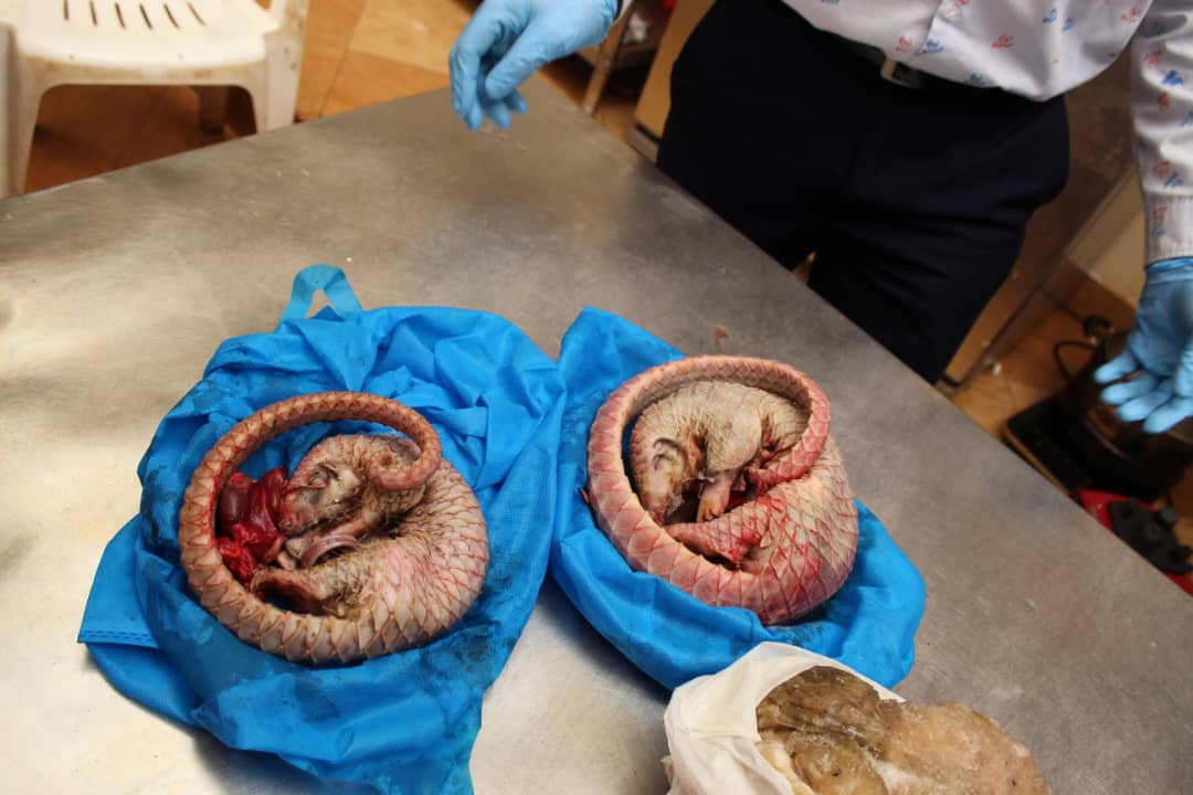Chinese Pangolin Merchants Arrested Over Illegal Wildlife Trade