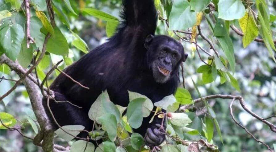 Hoima Residents Threaten Protest Over Chimpanzee Invasion