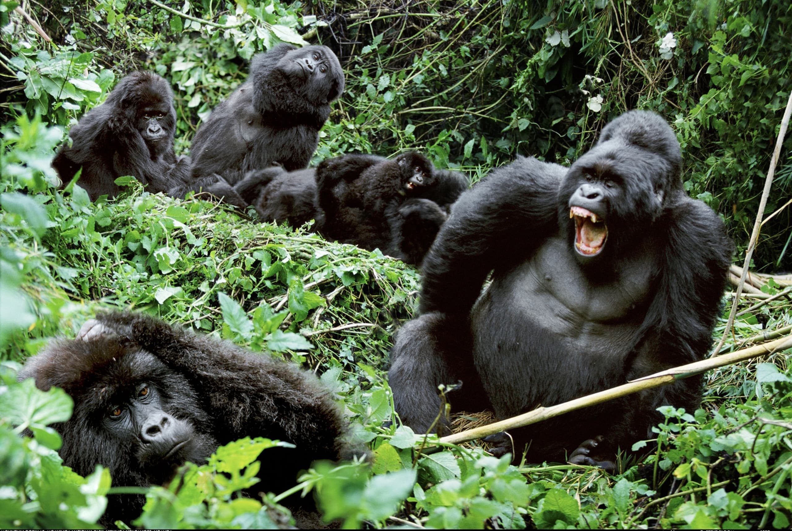 Guardians of the Great Apes: Uganda’s commitment to saving tourism cash cow