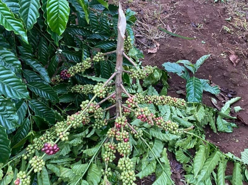 Kitagwenda police probe destruction of VC coffee, banana plantations