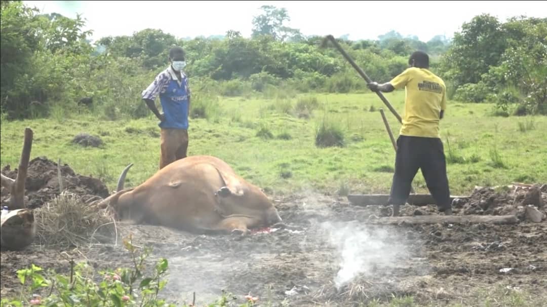 Anthrax outbreak in Sembabule claims lives of two people,several cattle