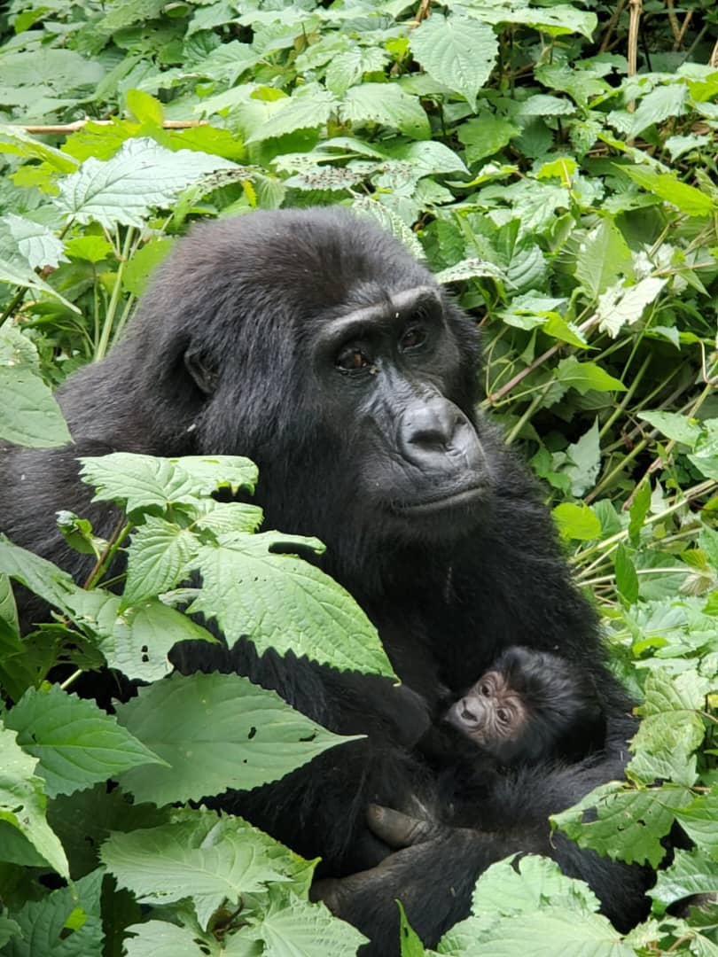 Bwindi celebrates baby gorilla birth