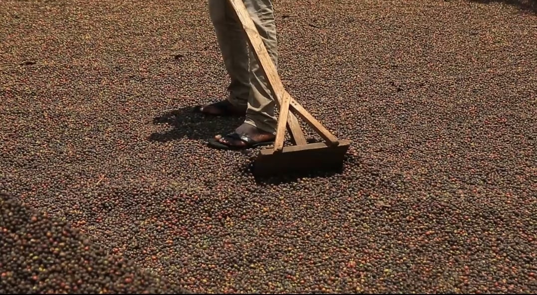 Coffee Prices Hit Multi-Year Highs as Climate Disruptions Hammer Supply