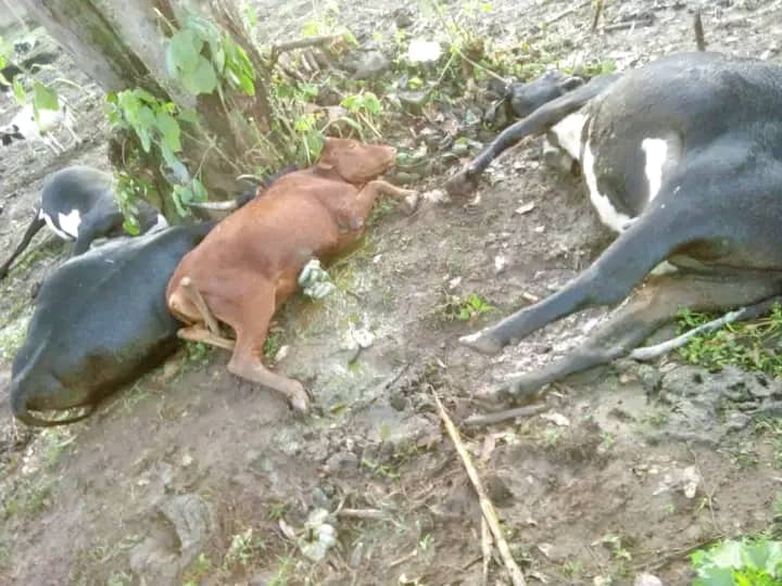 Lightning strike kills four cows in Kisoro