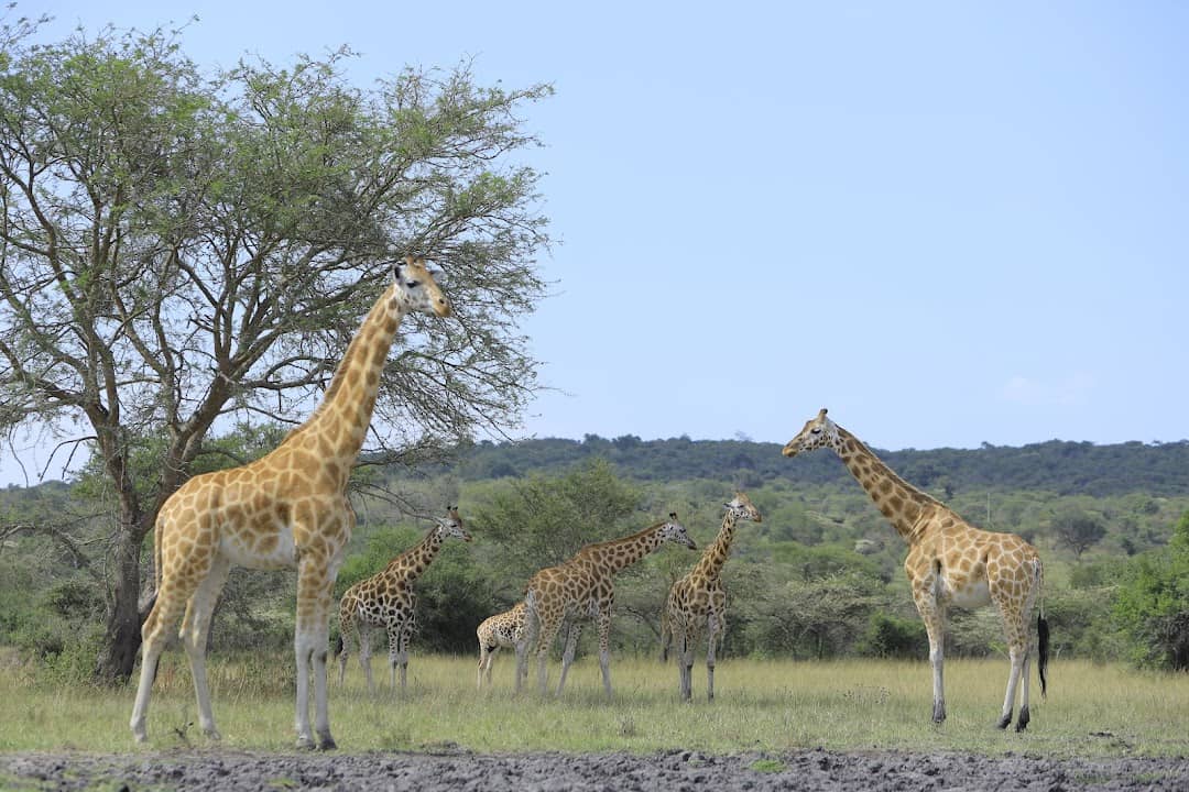Lake Mburo National Park boasts of giraffe population boom amid poaching threats