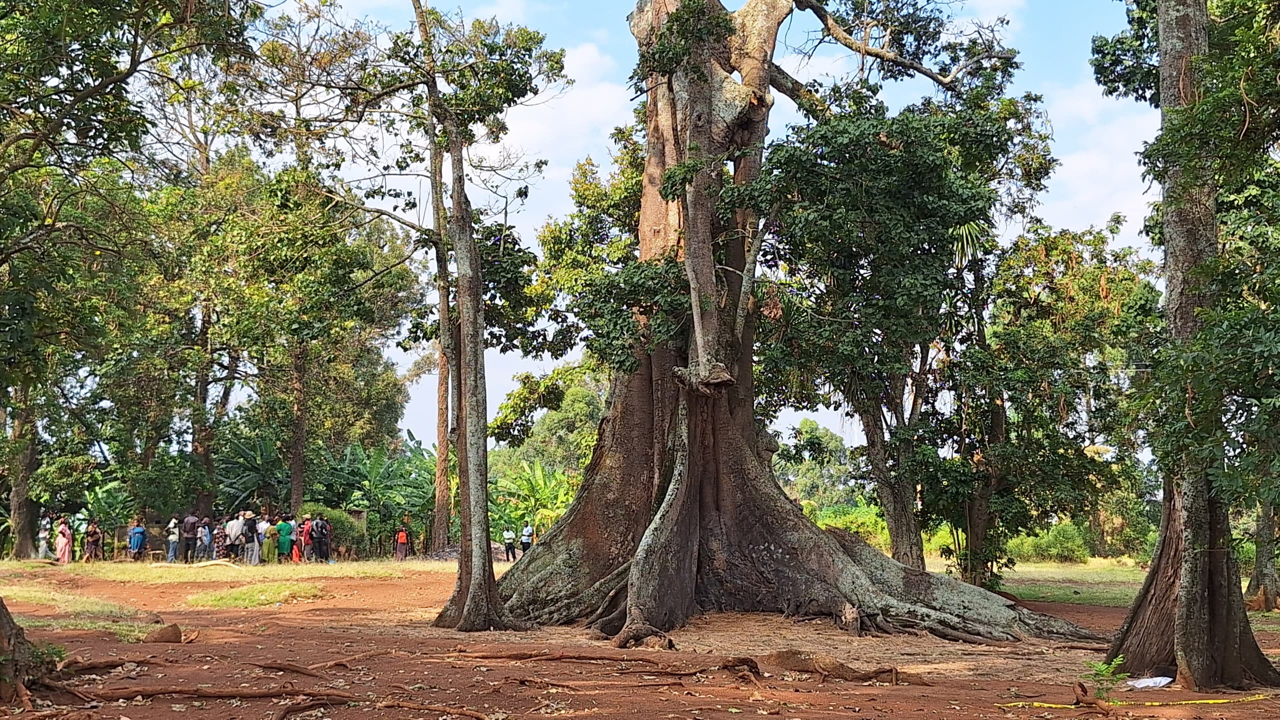 Mubende District Sets Tough Conditions Ahead of Reopening Nakayima Tree to visitors