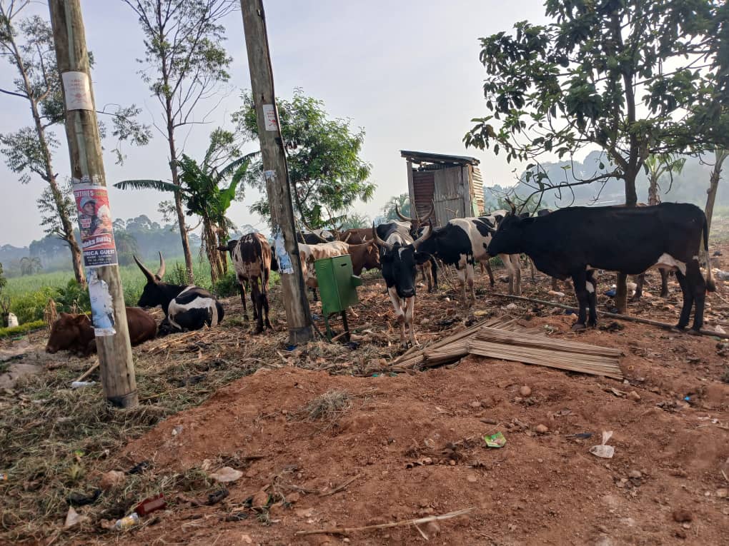 Two Arrested for Stealing 26 Cows in Luweero