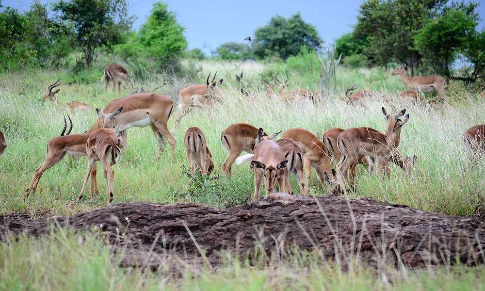 Uganda's wildlife conservation gains at risk without sustainable funding- experts