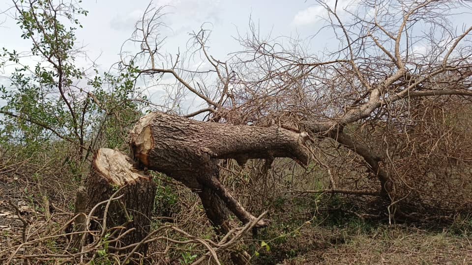Soroti Raises Alarm Over Massive Tree Cutting in Awoja Catchment Area
