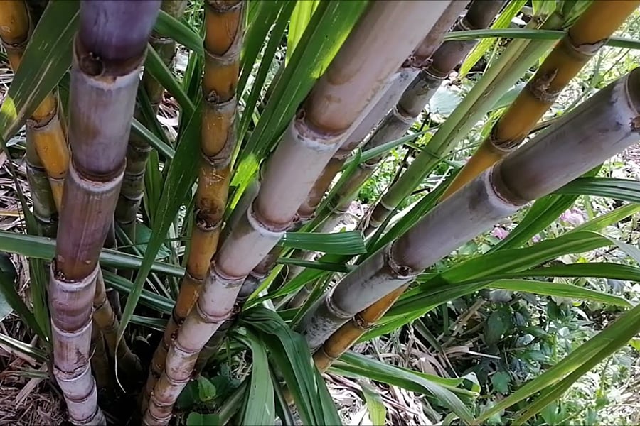 Kamuli Man Kills Pupil Over Sugarcane