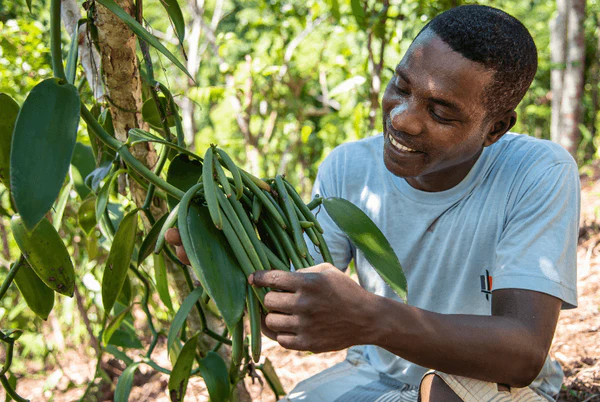 Vanilla: A Flavorful Spice with Notable Health Benefits and Market Dynamics