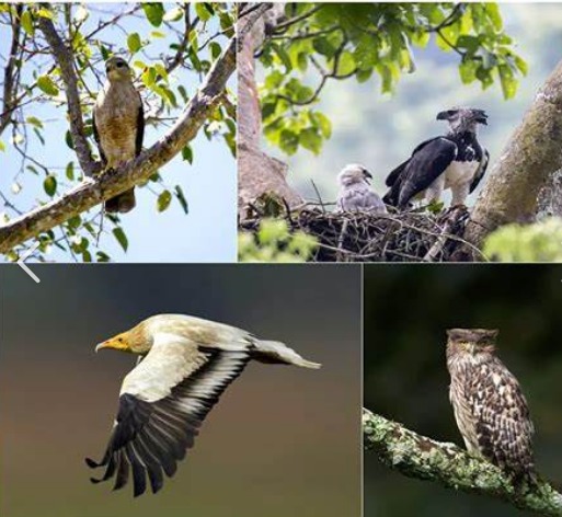 Worry as Raptors’ Population Records Sharp Decline in Uganda – Tourism Ministry
