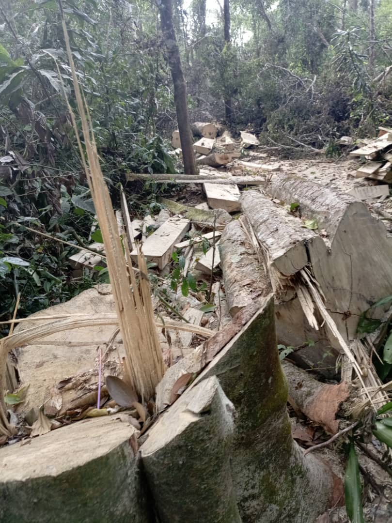 NFA Arrests Officials Over Illegal Mabira Forest Destruction