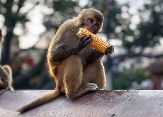 Monkeys: The Uninvited Schoolyard Bully and Village Snack Thief