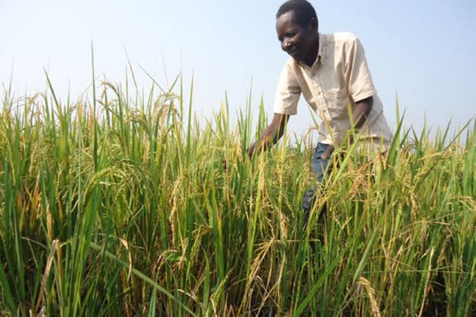 Rice-lution: Climate-Smart Farming to Save Wetlands and Boost Food Security