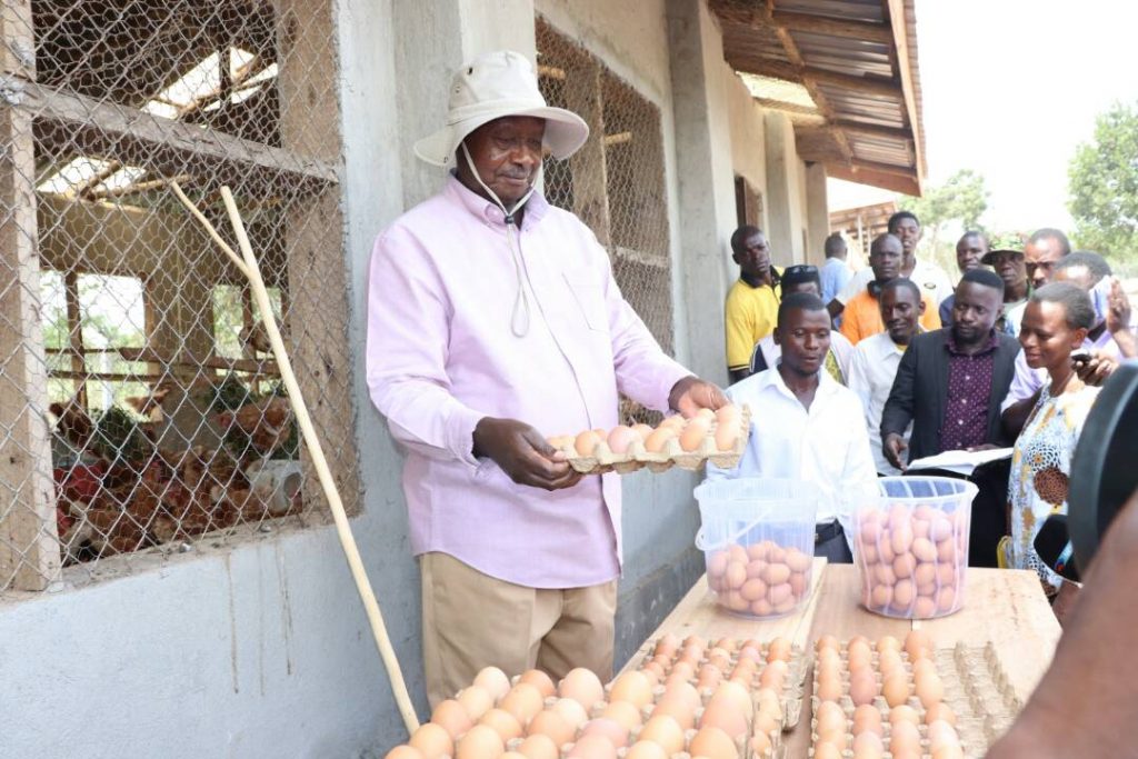 PICTORIAL: Museveni scoffs at critics as he harvests from ...