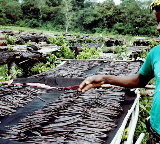 Government to prioritize vanilla growing for export