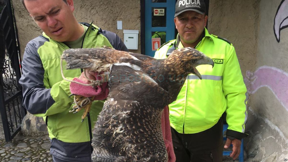 Live Animals, Meat, Ivory, Wood Seized in Trafficking Stings