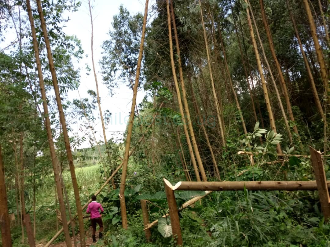 NEMA, Kyenjojo District set to restore Muzizi Wetland