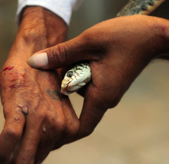 Kenya: Meet team out to stop stop deadly snake bites