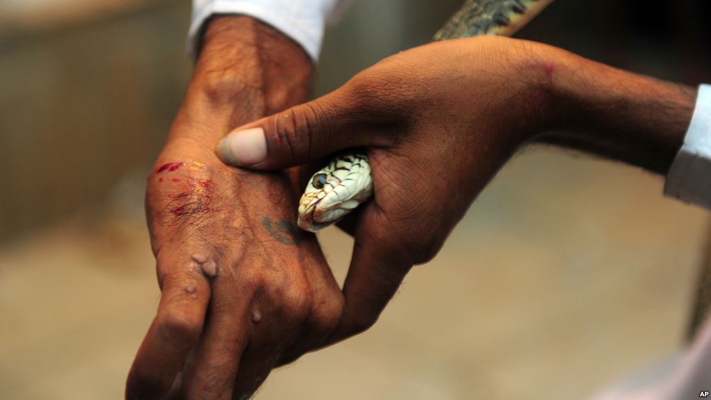 WHO Vows to Intensify Fight Against Snakebite