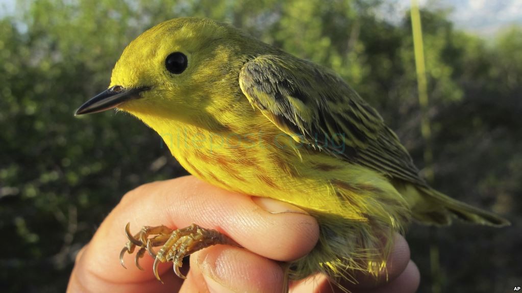 Algorithms Aid Tracking of Migrating Songbirds in Arctic