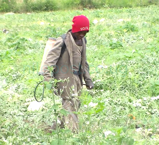 Many farmers ignorant of the agricultural insurance scheme