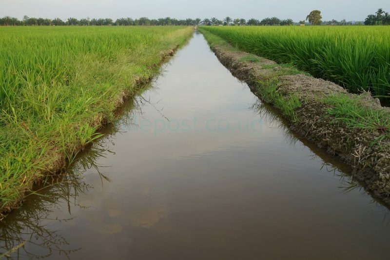 Japan supports Atari rice irrigation scheme with UGX93bn Nile Post