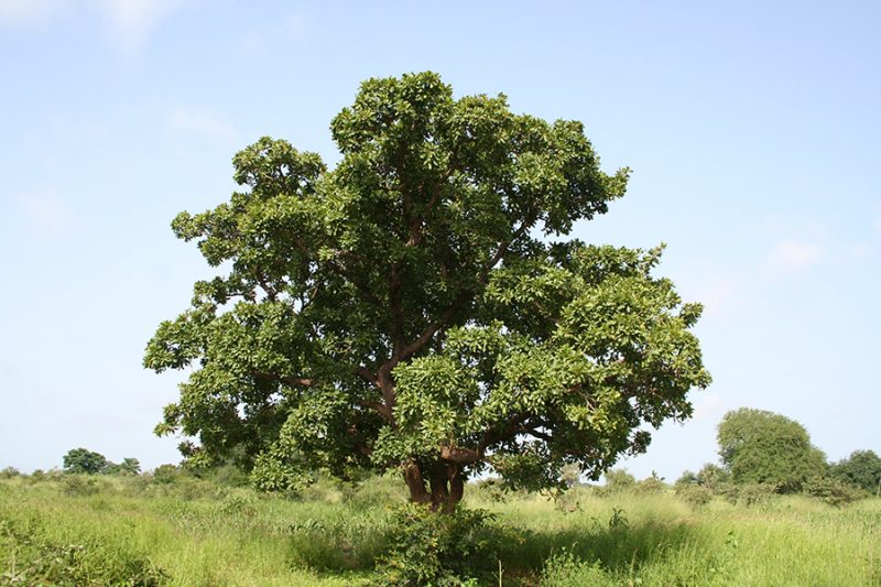 Northern Uganda: Shea nut trees under threat from charcoal dealers ...