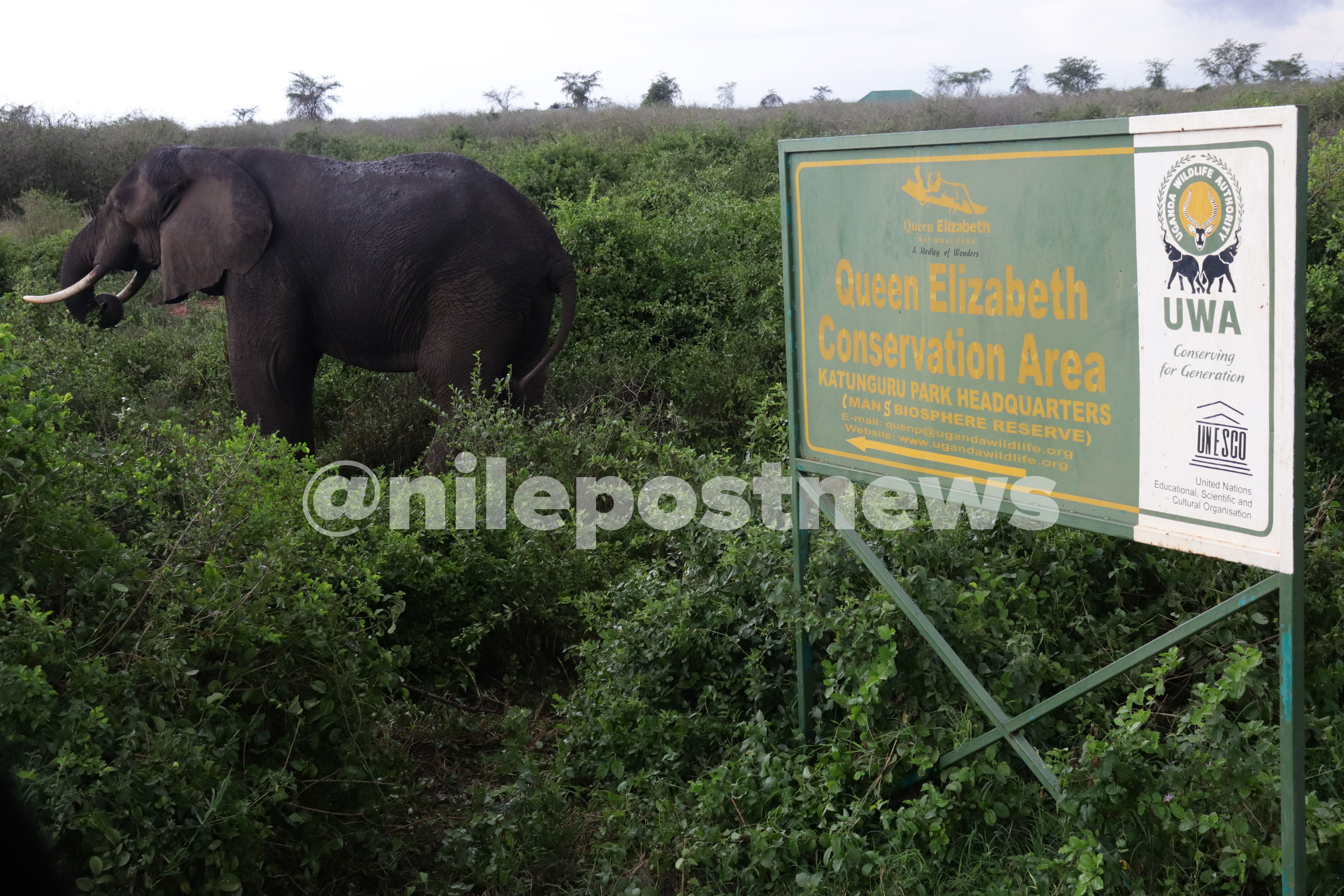 Strict guidelines as Uganda reopens national parks to tourists