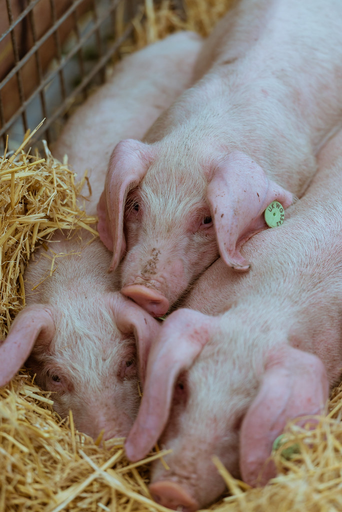 NDA confirms presence of ARVs in pork and chicken feeds